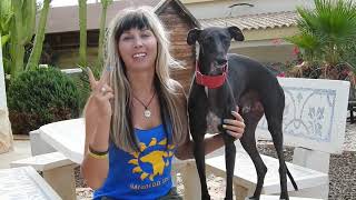 From tragedy to hope: Rescuing Spanish Greyhounds @galgosdelsolanimalrescue268