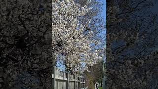 I love springtime in the 6!