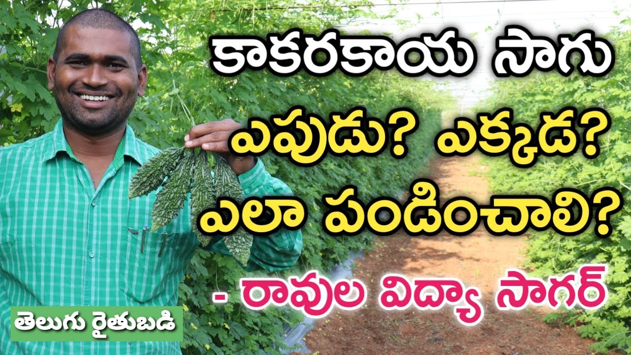 ఒక్క ఎకరంలో 15 టన్నుల కాకరకాయ దిగుబడి | తెలుగు రైతు బడి