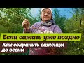 Как сохранить саженцы до весны  Делаем прикоп