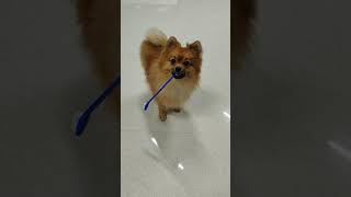 Choco Early-Morning Brush