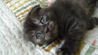 Шотландский вислоухий котенок играется. Котенок и змейка. Scottish Fold kitten plays with a snake. Шотландский вислоухий котенок играется. Котенок и змейка. Scottish Fold kitten plays with a snake.