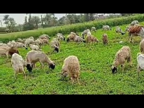 مكاسب تربيه الاغنام وأفضل انواع الاغنام فى التربيه فى مصر - YouTube