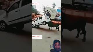 #strongbull #bull #animals #dangerbull#success #subscribe 😍☺😚😘