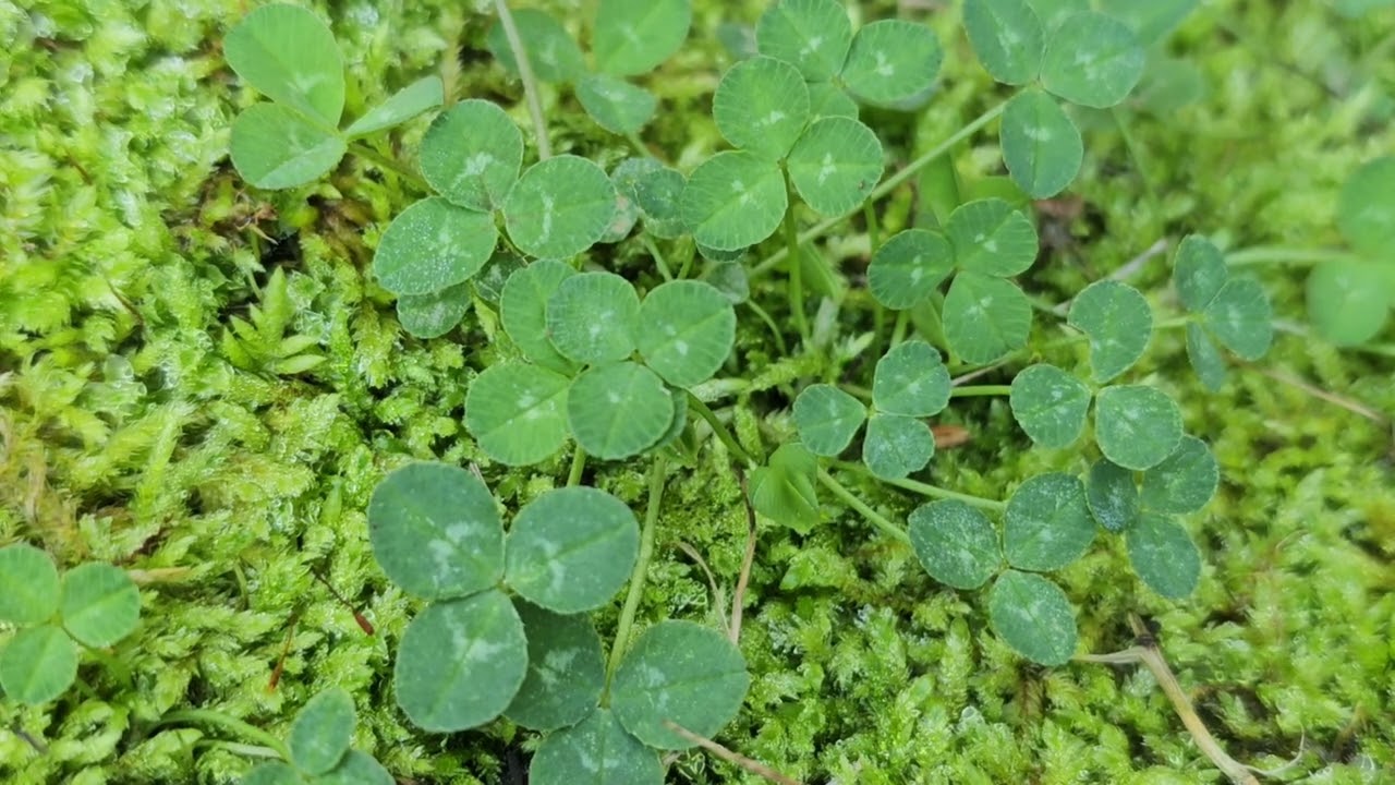 Lucky Clover in Moss 🍀 St. Patrick’s Day Nature Ambience | 80 Minutes Natural Bird Sounds