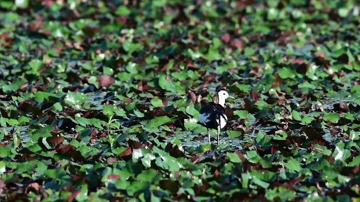 Meet The Bird - Pheasant Tailed Jacana