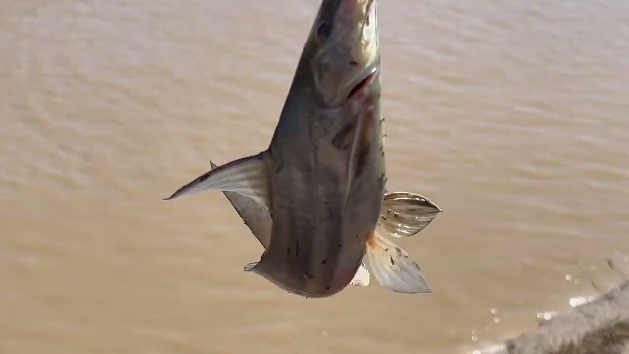 Pesca y aventura en zanjón de suero, río salado!🎣