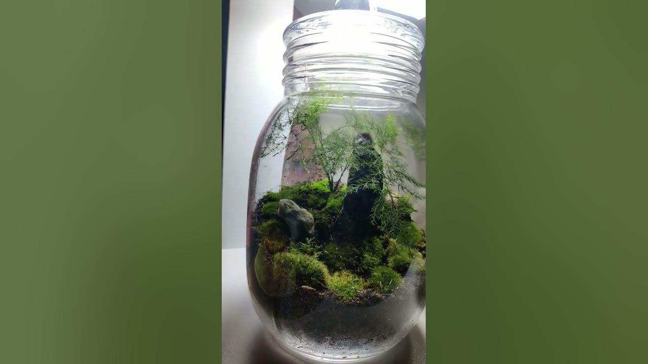 Asparagus Fern, Cushion Moss Closed Terrarium. YouTube