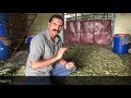 आसान पद्धत साइलेज (मुरघास) बनाने की Easy way to make good Silage