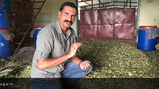 आसान पद्धत साइलेज (मुरघास) बनाने की Easy way to make good Silage