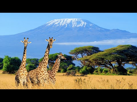 Video: 2020 Advertencias de viaje para países de África