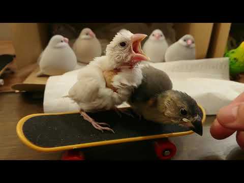 【スケボー🛴雛文鳥誕生】文鳥garden  2021.10.22