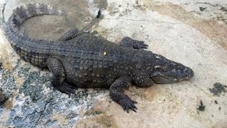 Крокодиловая ферма и шоу крокодилов в Паттайе. The crocodile farm and crocodile show in Pattaya Крокодиловая ферма и шоу крокодилов в Паттайе. The crocodile farm and crocodile show in Pattaya