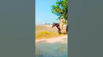 گھوڑے کی سواری جانوروں کی محبت 