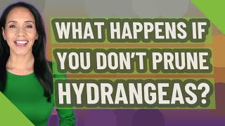 What happens if you don't prune hydrangeas?