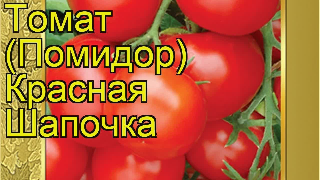 Помидора красная шапочка отзывы фото. Томат черри красная шапочка. Сорт помидор красная шапочка. Помидоры красная шапочка описание сорта. Семена томат красная шапочка.