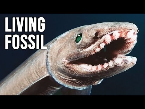 FRILLED SHARK ─ When you Mix a Shark and a Snake you get this "Living Fossil"