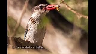 Bonamanzi Birding Bonanza