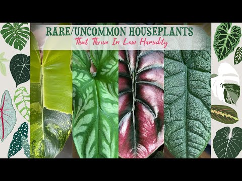 Videó: Szobanövények alacsony páratartalomhoz – Beltéri növények alacsony páratartalomhoz