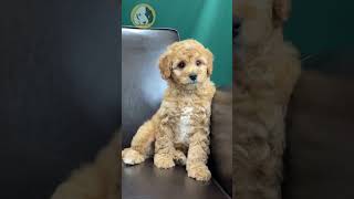 Celebrity Colorful Cavapoo Puppies Net Worth