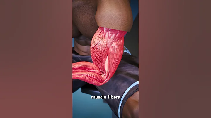 How Do Muscles Get Bigger?