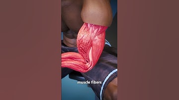How Do Muscles Get Bigger?