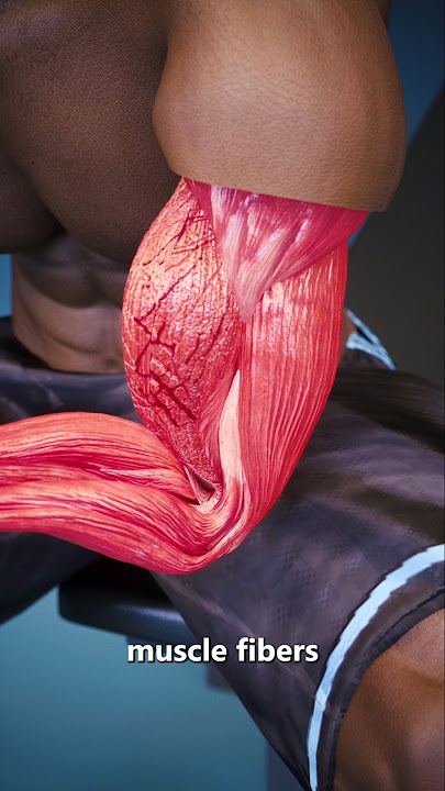 How Do Muscles Get Bigger?