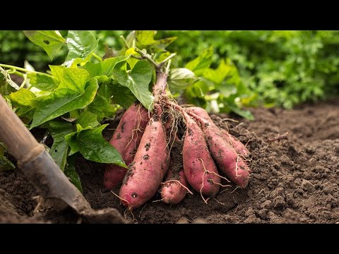 ბატატის მოვლა-მოყვანის აგროწესები