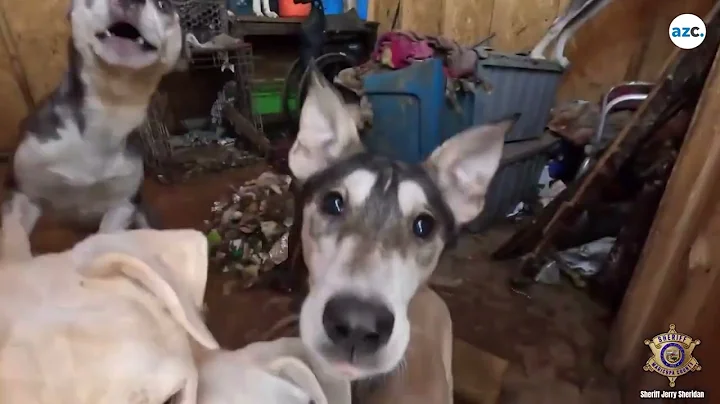 Neglected dogs rescued from property near Phoenix