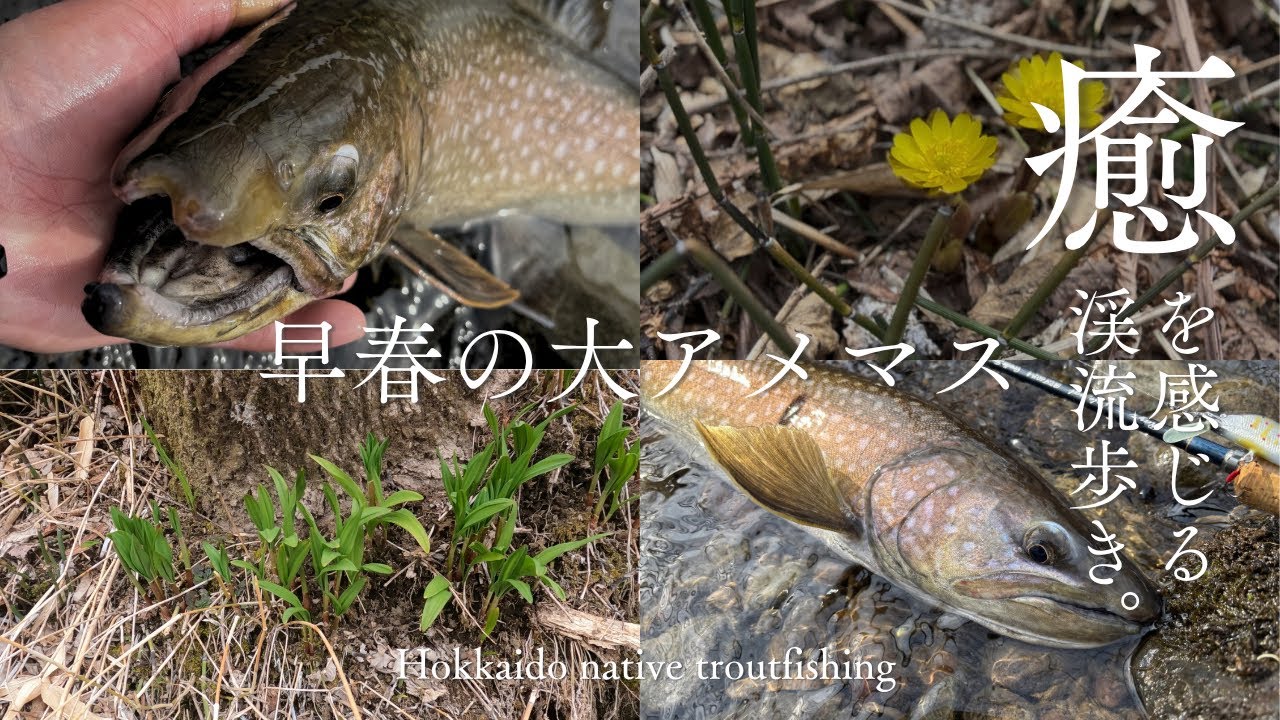 T-CRAFT ネイティブトラウト/アメマス／ヤマメ 早春の渓流歩き〜落としたロッド探しから大型アメマスとの出逢い