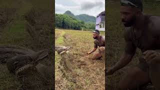 🐍 සුද්දෙක් අල්ලපු ලංකාවේ දැවැන්ත පිඹුරා 😱😱 #srilanka #whildlife #python #nature