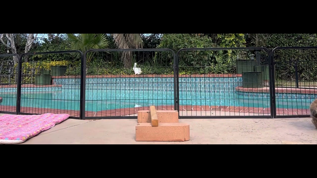 phoenix-akc-trick-dog-novice-jump-youtube