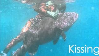 SpearFishing in OMAN big Grouper 53 KG - غوص حر صيد هامور 53 كيلو في عمان