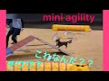 超かわいい小型犬限定競技　mini agility？なんだこれ？