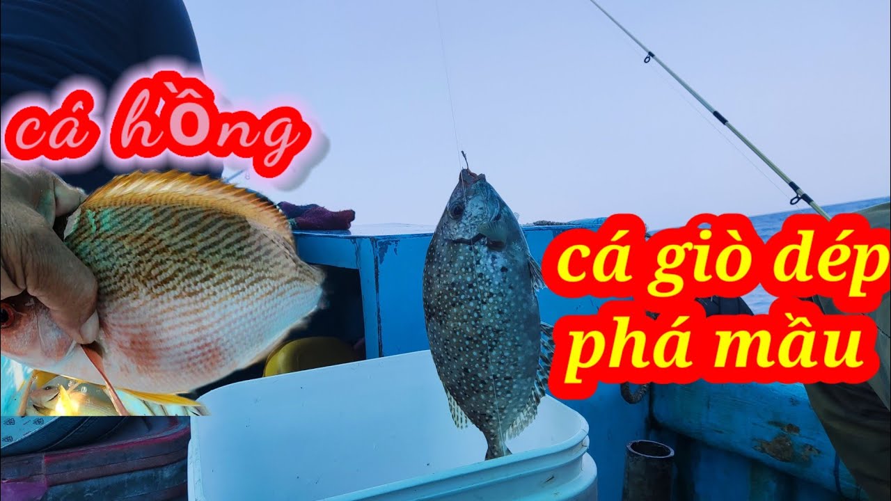 13 #...Câu Cá Róc mà cá Giò Dép phá mầu...(chiều cá ăn mạnh)... - YouTube