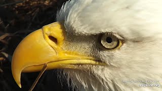 Decorah North Nest | Close look at the beautiful eagle feathers and head close-ups of Dad ~ 3-3-2021