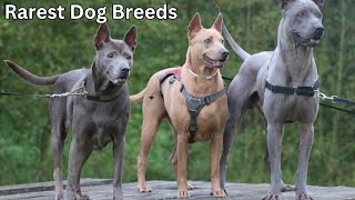 15 Rarest Dog Breeds in the World