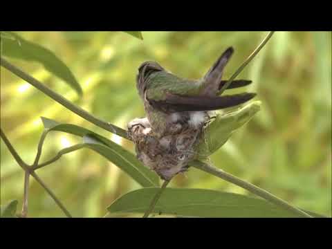 როგორ აშენებს ჩიტი ბუდეს