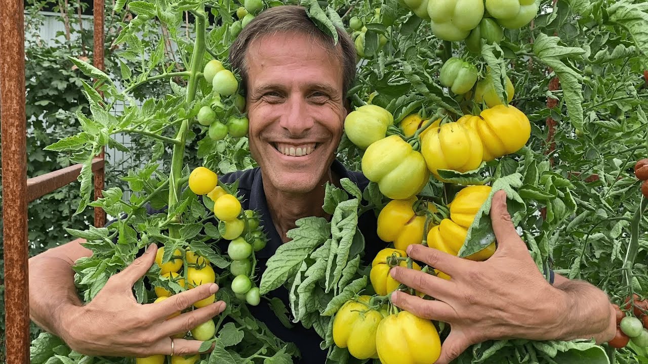 Traumhafte Tomaten Sorten 🤩 die besten Cherry, Salat und Fleischtomaten im Überblick!
