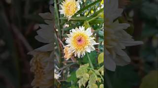 Chrysanthemum #shortsfeed #shorts #lifequotes