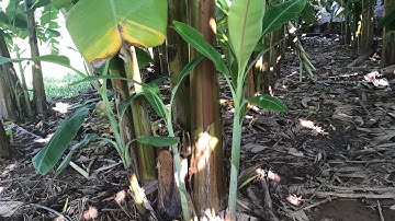 Cách nhân giống Chuối Tây hiệu quả