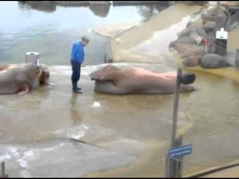 Walrus Does Sit-Ups To 'Eye of the Tiger' Theme