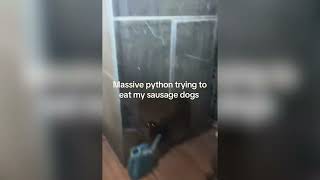 Massive Python Eyes Up Sausage Dogs For Supper