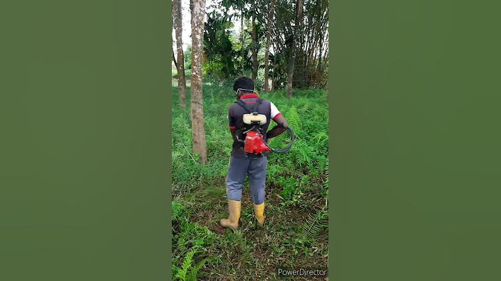 රබර් වගාවේ වල් මර්ධනය | Amazing Weed suppress in rubber cultivation #shorts
