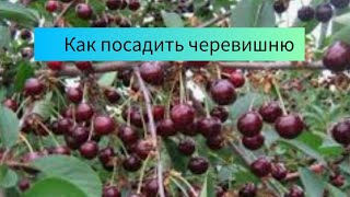 Как посадить черевишню (дюк). Как подготовить лунку, чем заправить, как подвязать