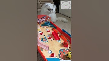 What happens when you add cat toys to a pinball game #catshorts #catfriendly #pinball