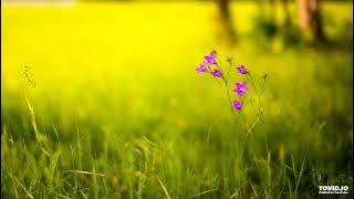 Dj Anil Raja shila hau ki chand ji dj anil raja