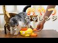 おやつを食べたい猫VS知育給餌器