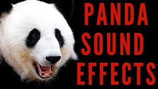 WHAT NOISE DOES A PANDA MAKE - Panda Sound Effects