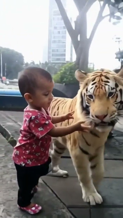 kucing berubah jadi harimau #tiger #lion #jangkauanluas #viral